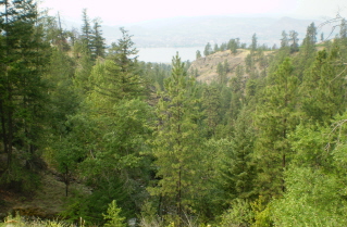 View from the top of Naramata Creek Trail 2009-08.